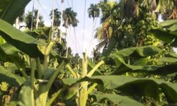 പാണ്ടിക്കാട്ട് കെഎസ്ഇബി 100 ഓളം വാഴകള്‍ വെട്ടി നശിപ്പിച്ചു.