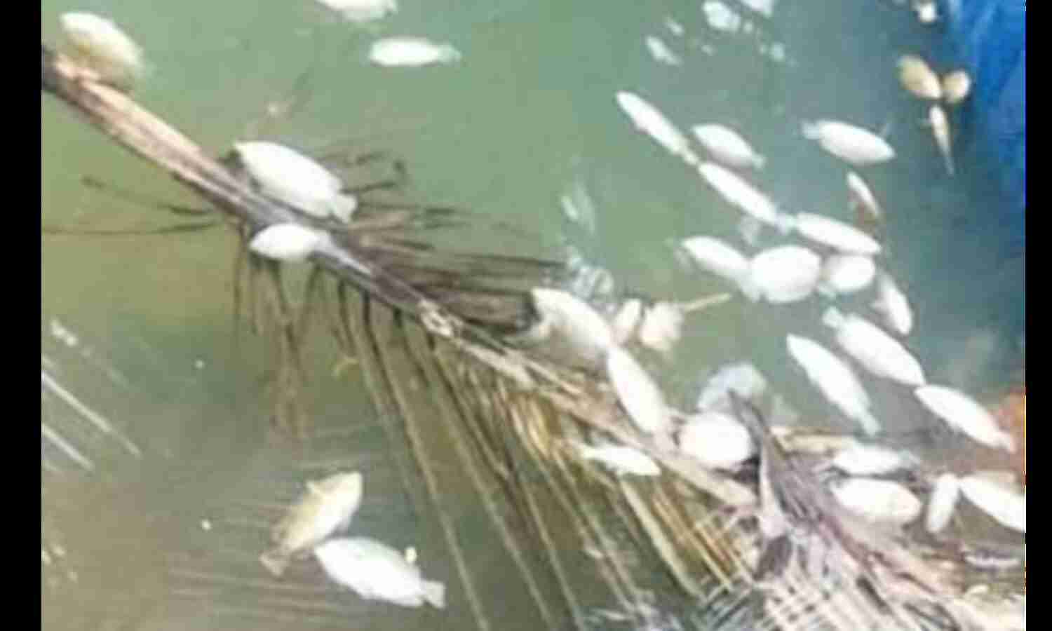 കുളത്തില് വിഷം കലക്കി പതിനായിരത്തിലേറെ മത്സ്യക്കുഞ്ഞുങ്ങളെ കൊന്നൊടുക്കി കുളത്തില് വിഷം കലക്കി പതിനായിരത്തിലേറെ മത്സ്യക്കുഞ്ഞുങ്ങളെ കൊന്നൊടുക്കി