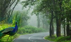 കൊവിഡ്: വയനാട്ടില്‍ 229 പേര്‍ കൂടിനിരീക്ഷണത്തില്‍