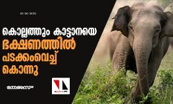 കൊല്ലത്തും കാട്ടാനയെ ഭക്ഷണത്തില്‍ പടക്കംവെച്ച് കൊന്നു