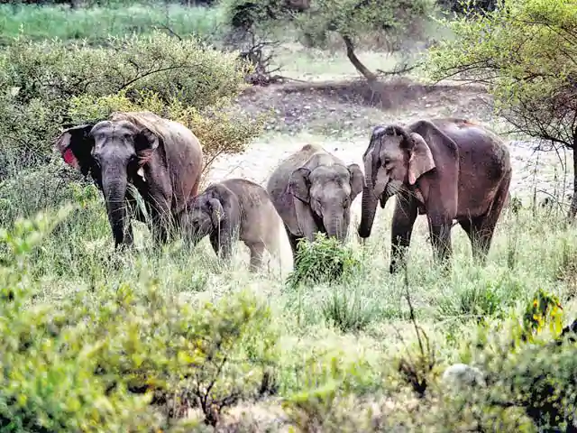 ഉത്തരാഖണ്ഡില്‍ ആനകളുടെ കണക്കെടുപ്പിന് ഡ്രോണ്‍ ഉപയോഗിക്കും