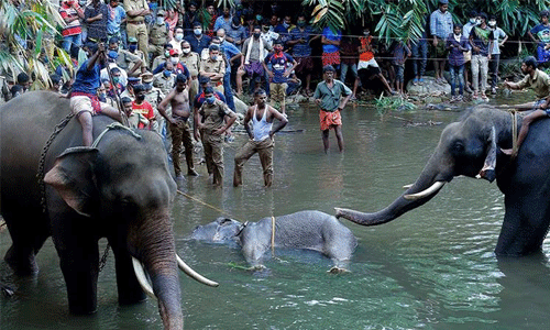 കാട്ടാന ദുരൂഹസാഹചര്യത്തില്‍ ചരിഞ്ഞ സംഭവം: രണ്ട് പേര്‍ കസ്റ്റഡിയില്‍