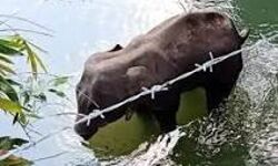 പടക്കം പൊട്ടി ആന ചെരിഞ്ഞത് മലപ്പുറം   ജില്ലയിലല്ലെന്ന് ജില്ലാ കലക്ടര്‍