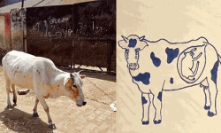 സ്‌ഫോടകവസ്തു നിറച്ച ഗോതമ്പുണ്ട കഴിച്ച ഗര്‍ഭിണിയായ പശു ചത്തു; ഒരാള്‍ അറസ്റ്റില്‍