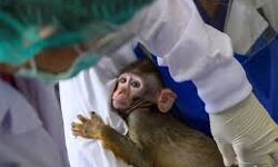 കുരങ്ങുകളില്‍ കൊവിഡ് വാക്‌സിന്‍ പരീക്ഷണം നടത്താന്‍ പൂനെ വൈറോളജി ഇന്‍സ്റ്റിറ്റ്യൂട്ടിന് അനുമതി