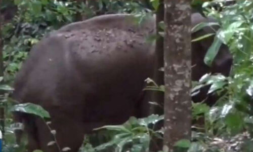 മലപ്പുറത്ത് അവശനിലയില്‍ കണ്ടെത്തിയ കാട്ടാന ചരിഞ്ഞു