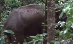 മലപ്പുറത്ത് അവശനിലയില്‍ കണ്ടെത്തിയ കാട്ടാന ചരിഞ്ഞു