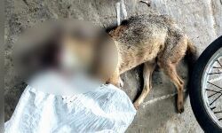 സ്‌ഫോടക വസ്തുക്കള്‍ നിറച്ച മാംസം നല്‍കി കുറുക്കനെ കൊന്നു; 12 പേര്‍ അറസ്റ്റില്‍