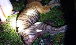 അവശനിലയില്‍ കണ്ടെത്തിയ കടുവ ചത്തു