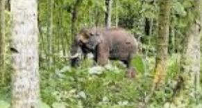 കറവൂരിലും കാട്ടാനയെ കൊലപ്പെടുത്തിയതെന്ന് വനംവകുപ്പ്; മൂന്നുപേർ പിടിയിൽ കറവൂരിലും കാട്ടാനയെ കൊലപ്പെടുത്തിയതെന്ന് വനംവകുപ്പ്; മൂന്നുപേർ പിടിയിൽ