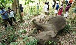 പത്തനാപുരം കറവൂരില്‍ കാട്ടാന ചരിഞ്ഞ സംഭവം: കൊലപാതകമെന്ന് വനംവകുപ്പ്; മൂന്നു പേര്‍ പിടിയില്‍