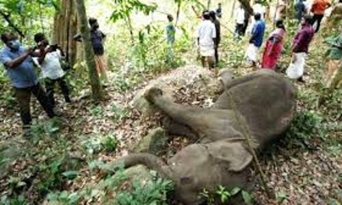 പത്തനാപുരം കറവൂരില്‍ കാട്ടാന ചരിഞ്ഞ സംഭവം: കൊലപാതകമെന്ന് വനംവകുപ്പ്; മൂന്നു പേര്‍ പിടിയില്‍