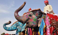 രാജസ്ഥാനില്‍ ആനകള്‍ക്കും കൊവിഡ് പരിശോധന