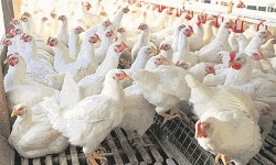 കോഴിയിറച്ചി വില 180രൂപ; കൂടുതല്‍ ഈടാക്കിയാല്‍ നടപടി