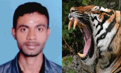 ആദിവാസി യുവാവിനെ കടുവ കൊന്ന് തിന്നതായി സംശയം ആദിവാസി യുവാവിനെ കടുവ കൊന്ന് തിന്നതായി സംശയം