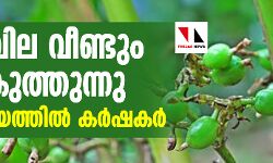 ഏലം വില വീണ്ടും കൂപ്പുകുത്തുന്നു; കണ്ണീര്‍ക്കയത്തില്‍ കര്‍ഷകര്‍