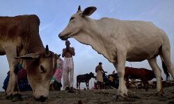 പശു, ഗംഗ, ഗീത എന്നിവയാണ് ഇന്ത്യയുടെ ഐഡന്റിറ്റി; ഇവ കാരണമാണ് ഇന്ത്യ ലോകഗുരുവായതെന്ന് യുപി മന്ത്രി
