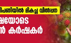 ആഭ്യന്തര വിപണിയിൽ മികച്ച വിൽപ്പന; പ്രതീക്ഷയോടെ റമ്പൂട്ടാൻ കർഷകർ