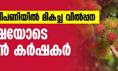 ആഭ്യന്തര വിപണിയിൽ മികച്ച വിൽപ്പന; പ്രതീക്ഷയോടെ റമ്പൂട്ടാൻ കർഷകർ