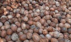 പൊതിച്ച നാളികേരത്തിന് പുതുക്കിയ താങ്ങുവില പ്രഖ്യാപിച്ചു