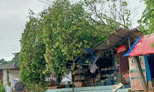 മരം കടപുഴകി വീണ് പലചരക്കുകട തകര്‍ന്നു