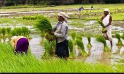 സംസ്ഥാന കര്‍ഷക അവാര്‍ഡുകള്‍ക്ക് അപേക്ഷ ക്ഷണിച്ചു