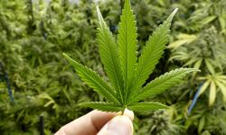 ഇടവിള കൃഷിക്കിടയില്‍ കഞ്ചാവ് ചെടി; 62 കാരന്‍ അറസ്റ്റില്‍