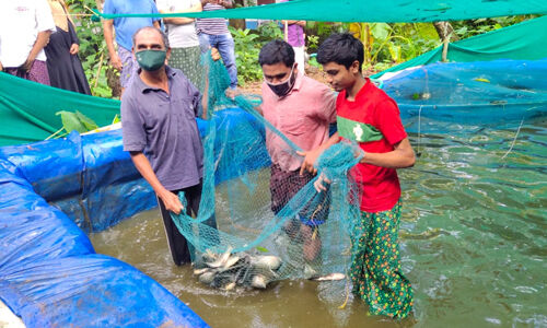 വീട്ടുമുറ്റത്തെ മത്സ്യകൃഷി: നൂറുമേനി വിളയിച്ചെടുത്ത് ഹൈക്കോടതി അഭിഭാഷകനും മകനും