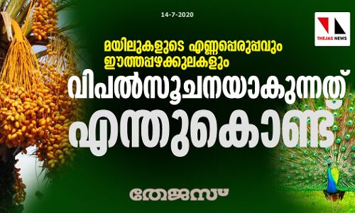 മയിലുകളുടെ എണ്ണപ്പെരുപ്പവും ഈത്തപ്പഴക്കുലകളും വിപല്‍സൂചനയാകുന്നതെന്തുകൊണ്ട്