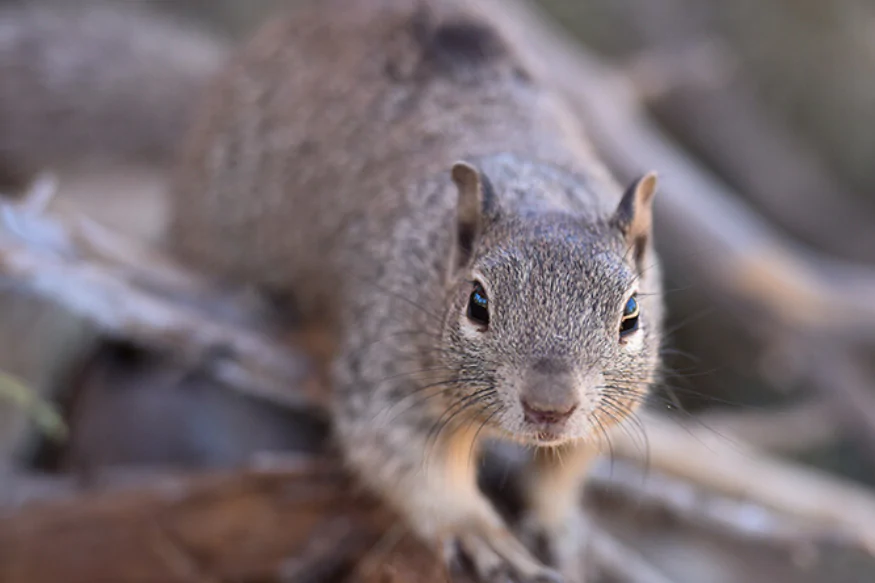 കൊറോണയ്ക്കു പിന്നാലെ അമേരിക്കയെ ഭീതിയിലാഴ്ത്തി പ്ലേഗും