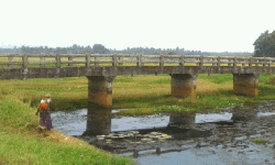 ബണ്ട് റോഡില്ല; എട്ട് വര്‍ഷം മുന്‍പ് നിര്‍മാണം നടത്തിയ പാലം ഉപയോഗശൂന്യം