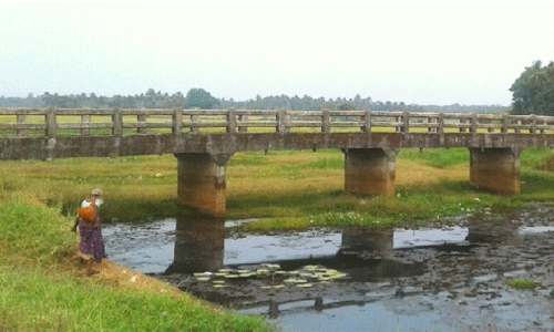 ബണ്ട് റോഡില്ല; എട്ട് വര്ഷം മുന്പ് നിര്മാണം നടത്തിയ പാലം ഉപയോഗശൂന്യം ബണ്ട് റോഡില്ല; എട്ട് വര്ഷം മുന്പ് നിര്മാണം നടത്തിയ പാലം ഉപയോഗശൂന്യം