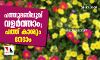 പത്തുമണിപ്പൂവ് വളര്‍ത്താം; പത്ത് കാശും നേടാം