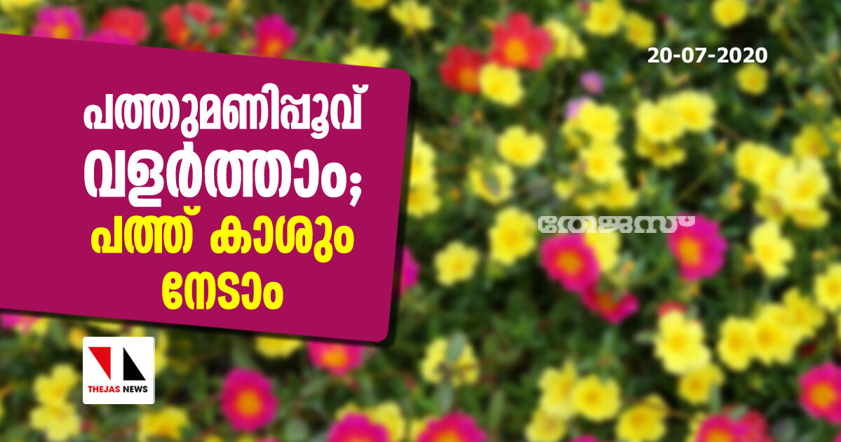 പത്തുമണിപ്പൂവ് വളര്‍ത്താം; പത്ത് കാശും നേടാം