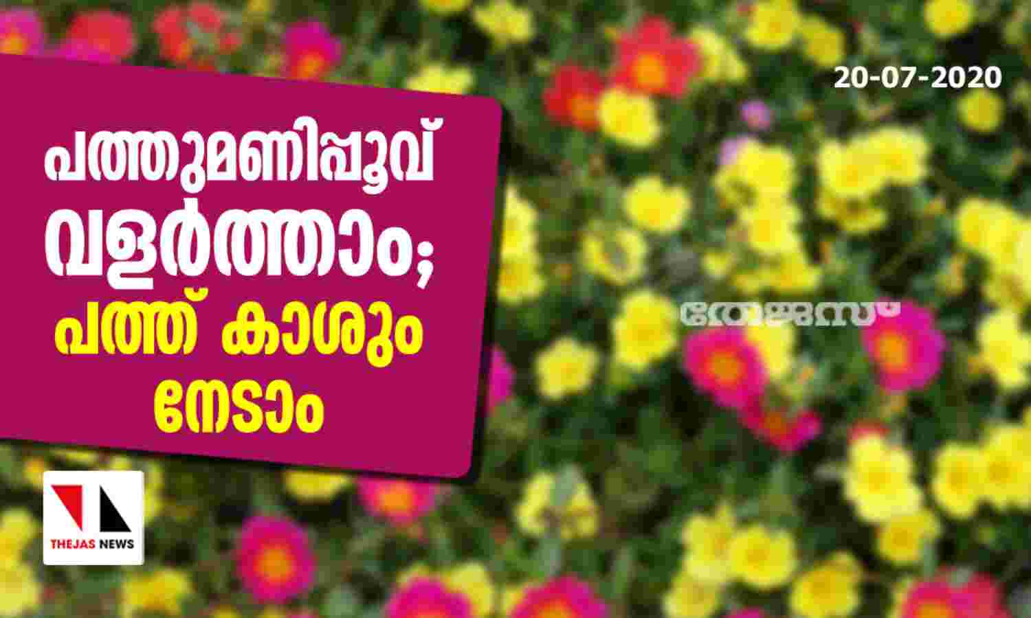 പത്തുമണിപ്പൂവ് വളര്ത്താം; പത്ത് കാശും നേടാം പത്തുമണിപ്പൂവ് വളര്ത്താം; പത്ത് കാശും നേടാം