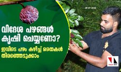 വിദേശ പഴങ്ങള്‍ കൃഷി ചെയ്യണോ? ഇവിടെ പഴം കഴിച്ച് തൈകള്‍ തിരഞ്ഞെടുക്കാം