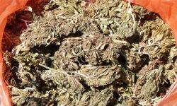 12 കിലോ കഞ്ചാവുമായി രണ്ടുപേര്‍ തിരൂരങ്ങാടിയില്‍ പോലിസിന്റെ പിടിയില്‍