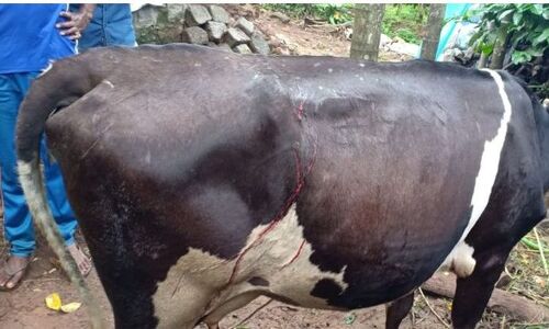 പുല്‍പ്പള്ളിയില്‍ വളര്‍ത്തുമൃഗങ്ങള്‍ ആക്രമിക്കപ്പെടുന്നു