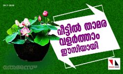 വീട്ടില്‍ താമര വളര്‍ത്താം ഈസിയായി