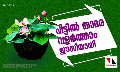 വീട്ടില്‍ താമര വളര്‍ത്താം ഈസിയായി