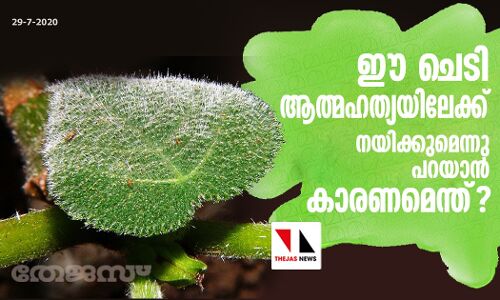 ഈ ചെടി ആത്മഹത്യയിലേക്ക് നയിക്കുമെന്നു പറയാന്‍ കാരണമെന്ത്?