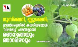 ഗൂസ്‌ബെറി, ബ്ലൂബെറി; ഓണ്‍ലൈനില്‍ കയറിയപ്പോള്‍ വിലപ്പെട്ട പഴങ്ങളായി ഞൊട്ടങ്ങയും ഞാറപ്പഴവും