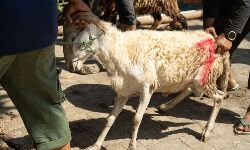 ആടുകളെ കൊന്നെന്ന് ആരോപിച്ചു ദലിത് യുവാക്കളെ കെട്ടിയിട്ട് മര്‍ദ്ദിച്ചു; തുപ്പല്‍ നക്കിപ്പിച്ചു