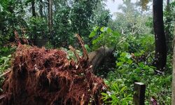 മരം വീണ് വീടു തകര്‍ന്നു