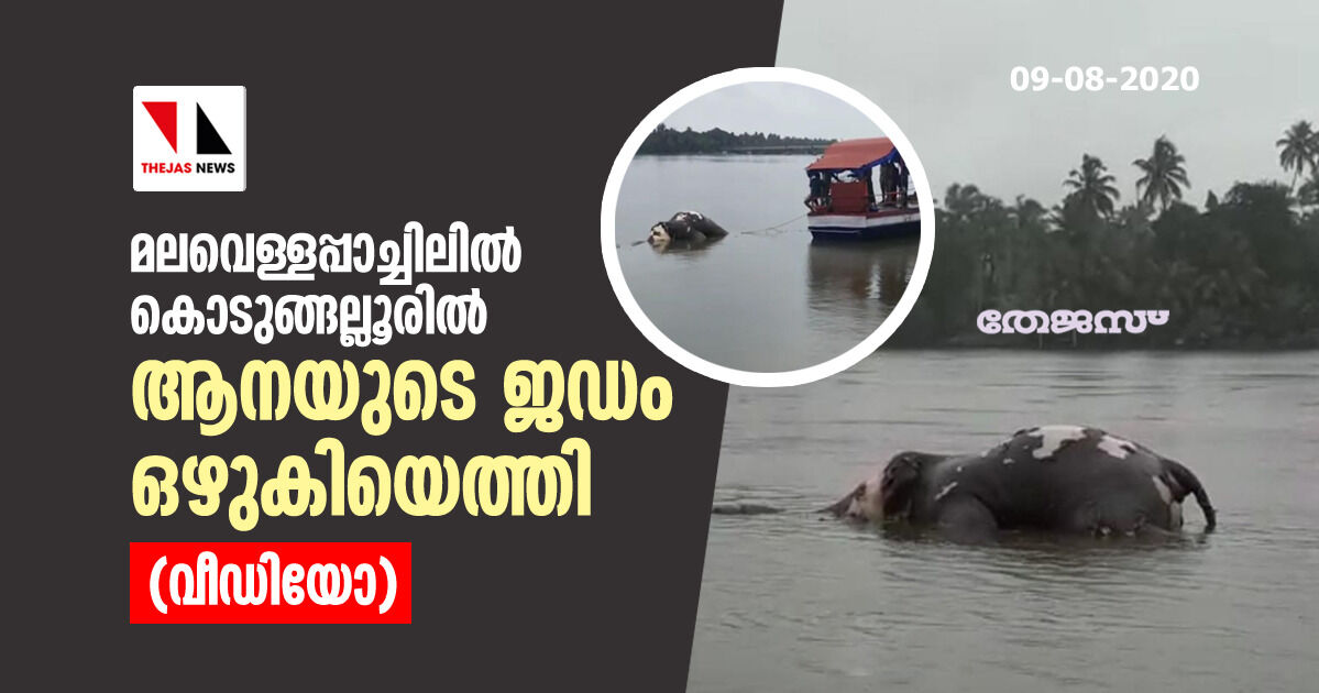 മലവെള്ളപ്പാച്ചിലില്‍ കൊടുങ്ങല്ലൂരില്‍ ആനയുടെ ജഡം ഒഴുകിയെത്തി (വീഡിയോ)