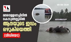 മലവെള്ളപ്പാച്ചിലില്‍ കൊടുങ്ങല്ലൂരില്‍ ആനയുടെ ജഡം ഒഴുകിയെത്തി (വീഡിയോ)