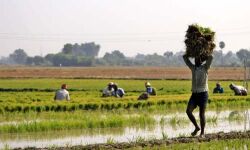 മഴക്കെടുതി: ഇടുക്കി ജില്ലയില്‍ 173.64 കോടിയുടെ കൃഷിനാശം