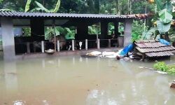 മഴക്കെടുതി: കോട്ടയം ജില്ലയില്‍ 46.06 കോടിയുടെ നഷ്ടം; 1,500.68 ഹെക്ടര്‍ കൃഷി നശിച്ചു, ക്ഷീരമേഖലയിലും വന്‍നാശം
