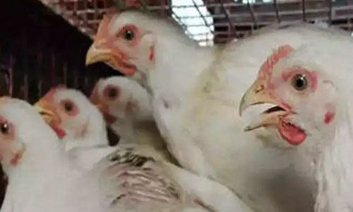 പാലക്കാട് ഇറച്ചിക്കോഴി വില ഉയരുന്നു; സര്ക്കാര് ഇടപെടണമെന്ന് ആവശ്യം പാലക്കാട് ഇറച്ചിക്കോഴി വില ഉയരുന്നു; സര്ക്കാര് ഇടപെടണമെന്ന് ആവശ്യം