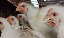 പാലക്കാട് ഇറച്ചിക്കോഴി വില ഉയരുന്നു; സര്‍ക്കാര്‍ ഇടപെടണമെന്ന് ആവശ്യം